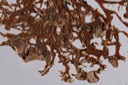 1432 Lobaria squarrosa-Ramalina farinacea - 2